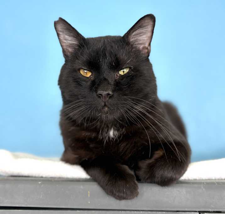 Photo of Ebony