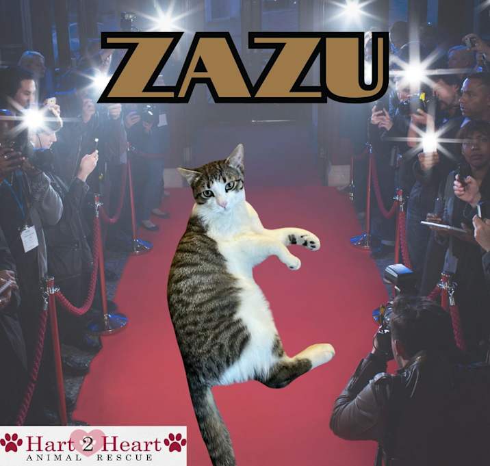 Photo of Zazu