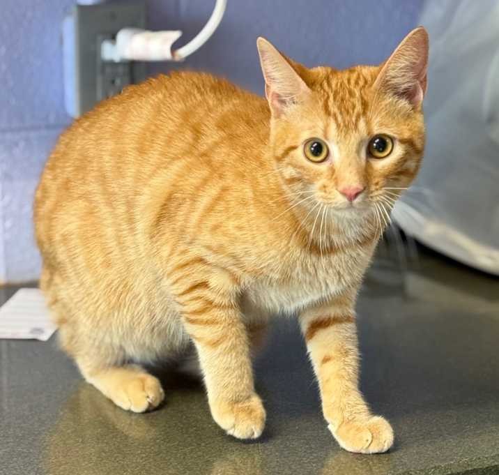 Photo of Duke
