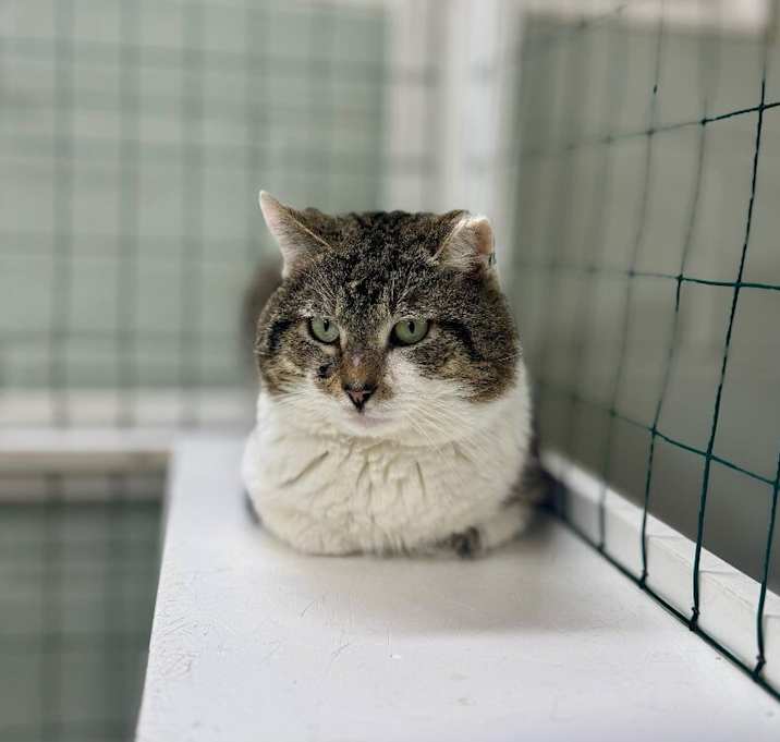 Photo of Beefcake