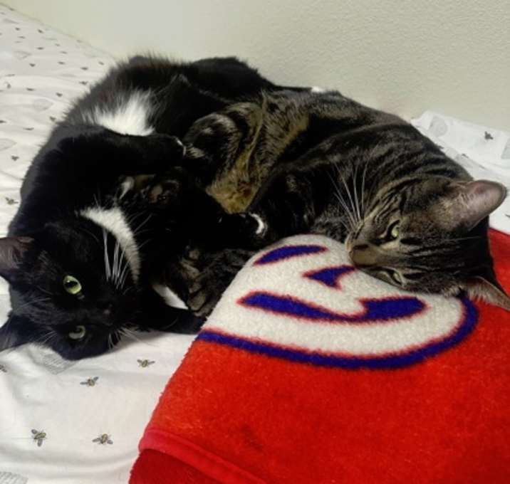 Photo of Raider and Iggy