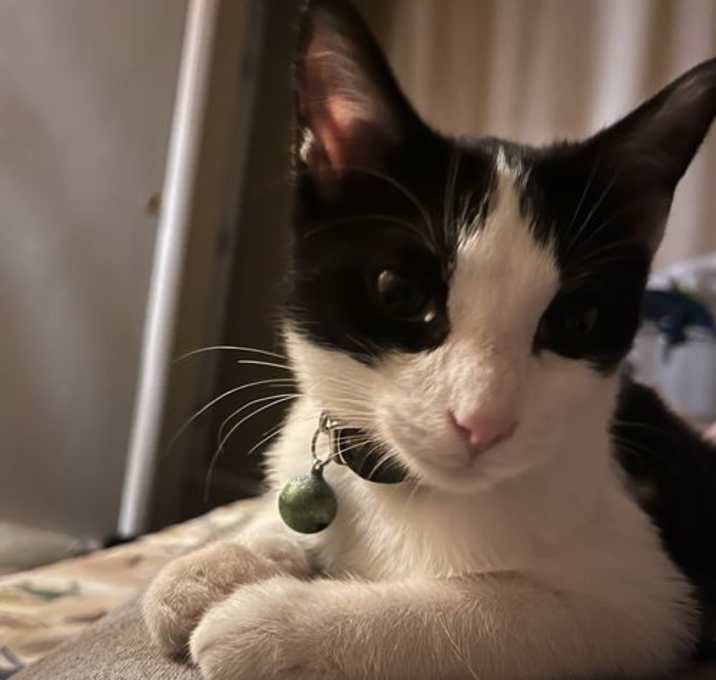 Photo of Pepe