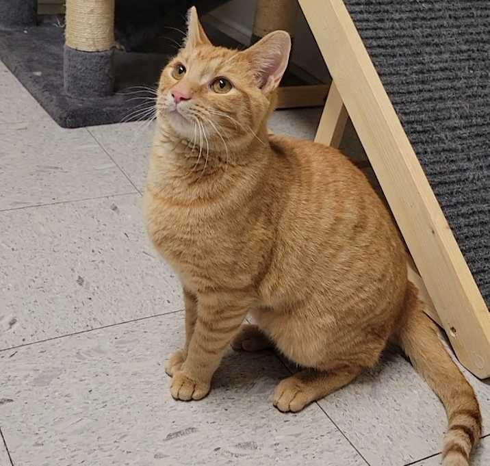 Photo of BOSCO