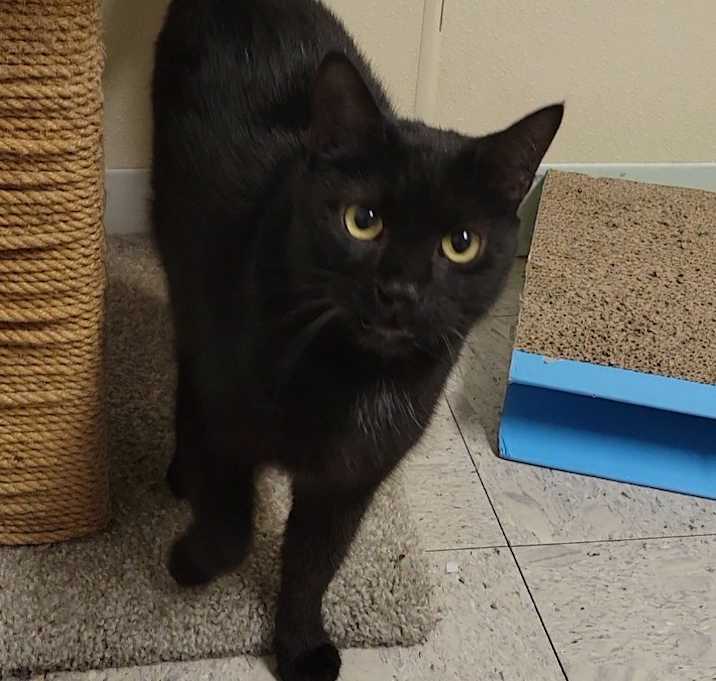Photo of BIGGLES