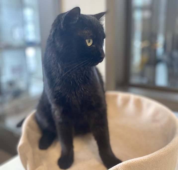 Photo of Flap Jack