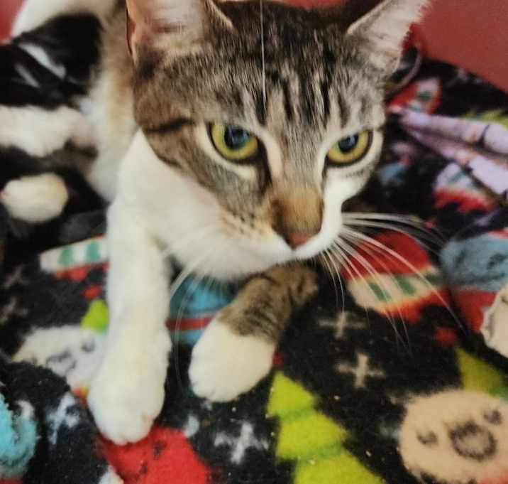 Photo of Oakley