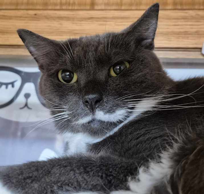 Photo of Sonnet