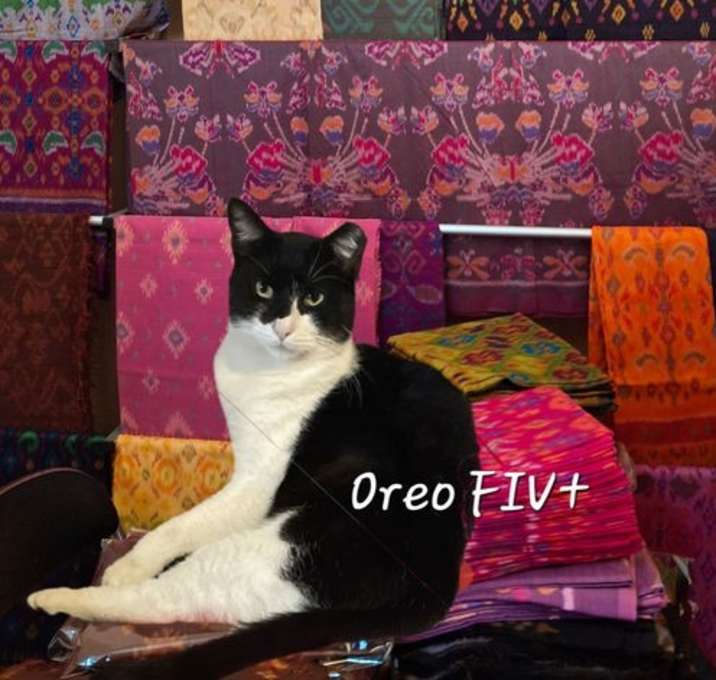Photo of Oreo #smarter-than-the-average-cat