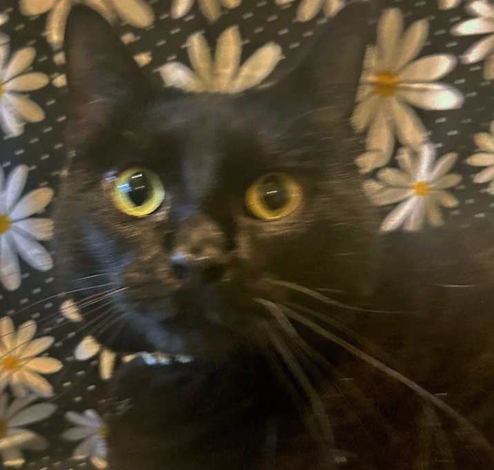 Photo of Daisy