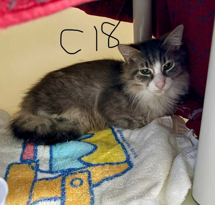 Photo of Teeny (C18)