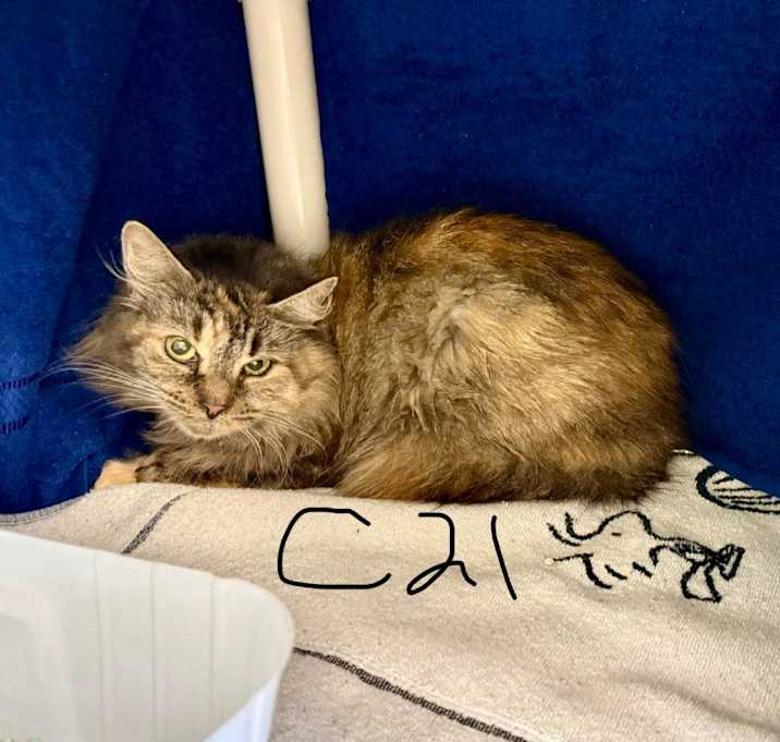 Photo of Lollie (C21)