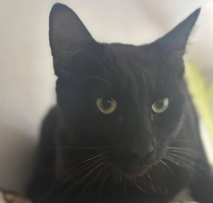 Photo of Soot
