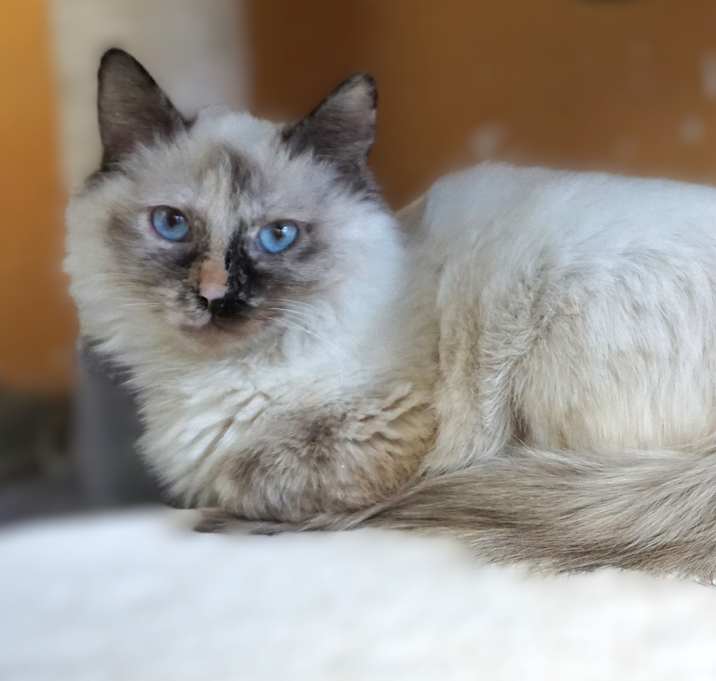 Photo of Animus