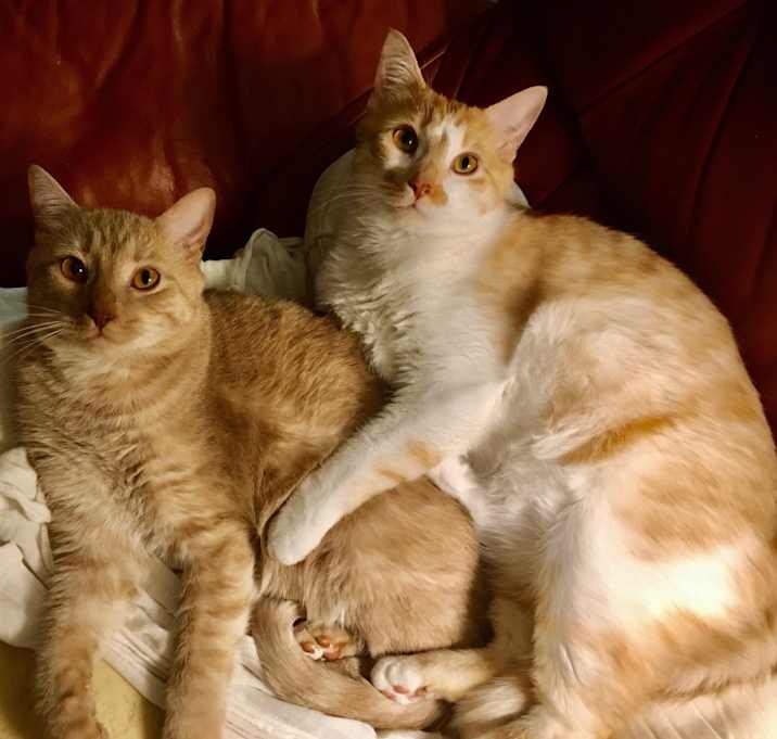 Photo of Buffy & Blondie
