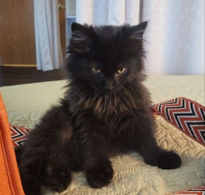 Photo of Diablo
