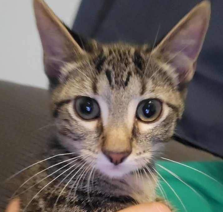 Photo of Snickers