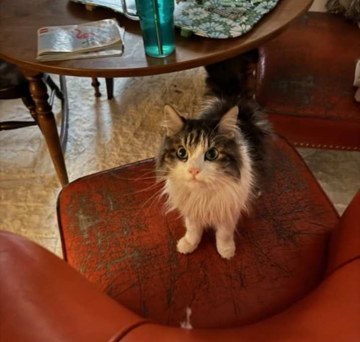 Photo of Cookie