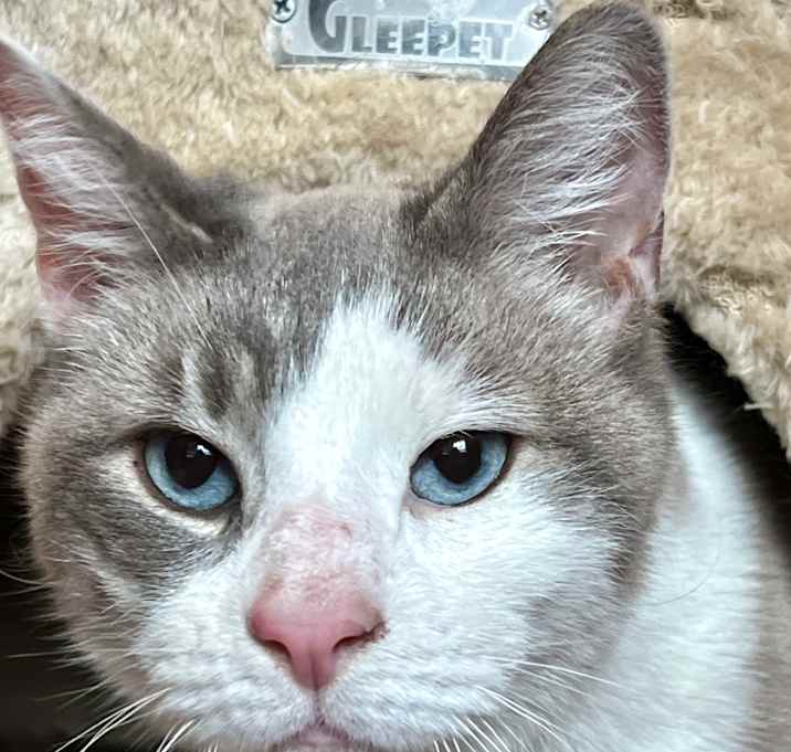Photo of Benji