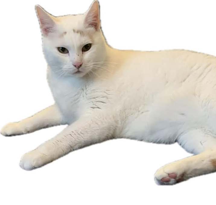 Photo of Louie