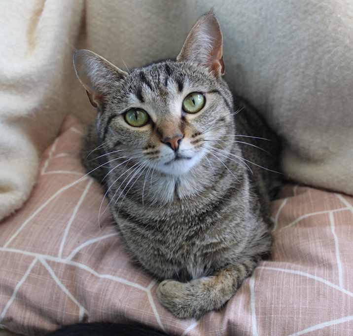 Photo of Pumpkin