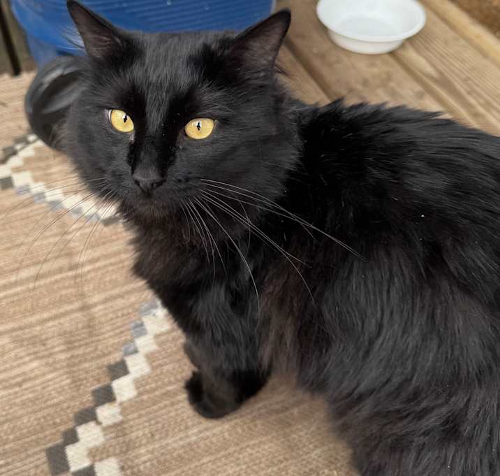 Photo of Sunny (Not Name Bonded)