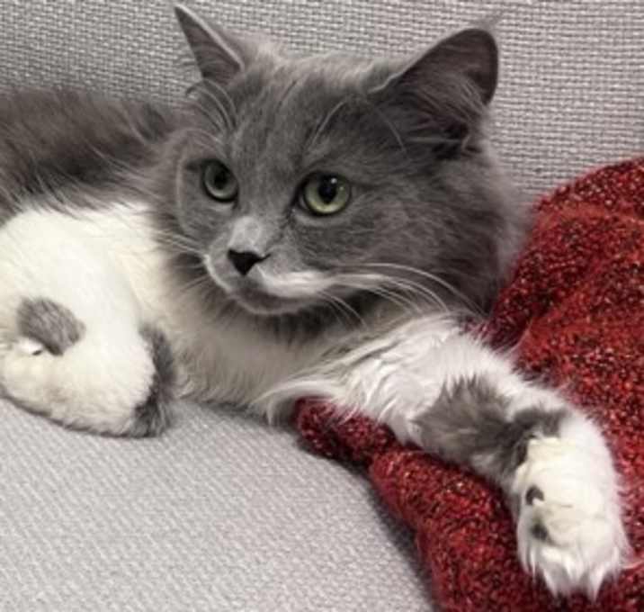 Photo of Zaitona * Bonded To Julie * In Foster *