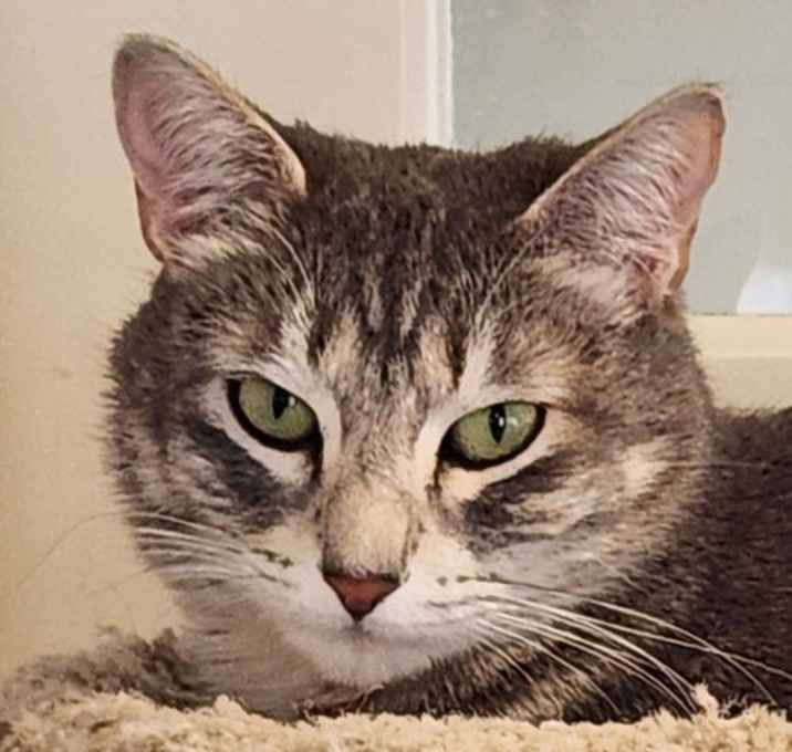Photo of Stella