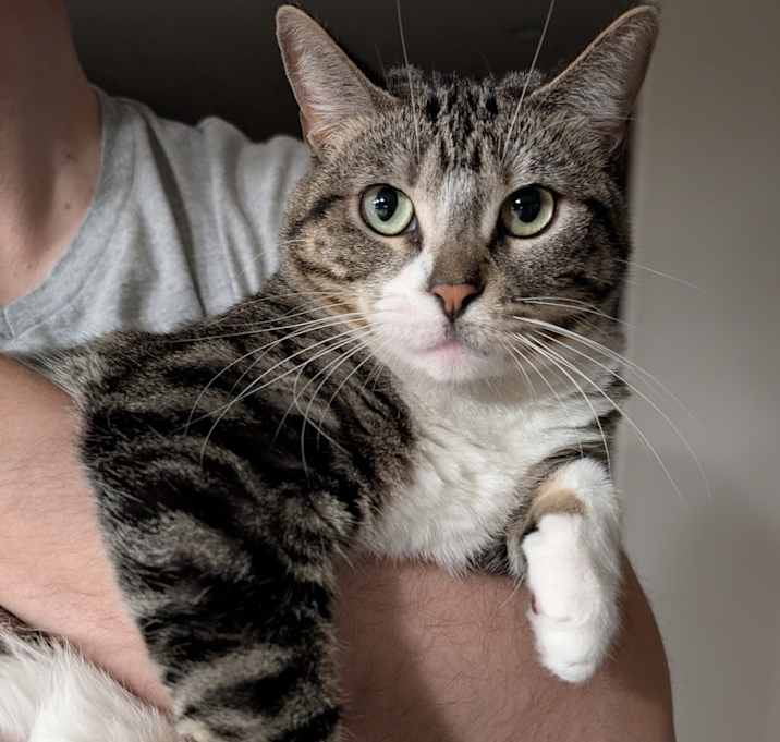 Photo of Rosalina (bonded to Daisy)