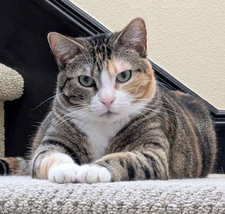 Photo of Daisy (bonded to Rosalina)