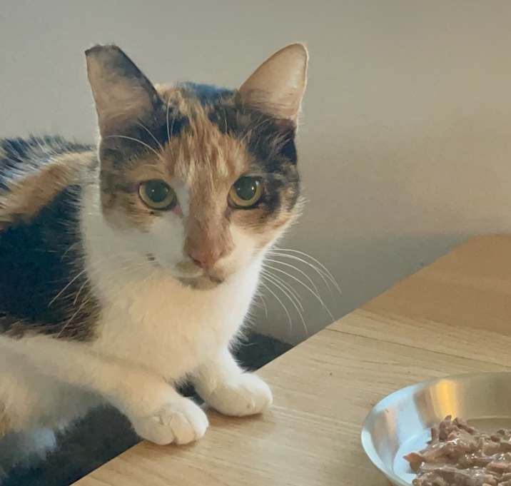 Photo of Blossom