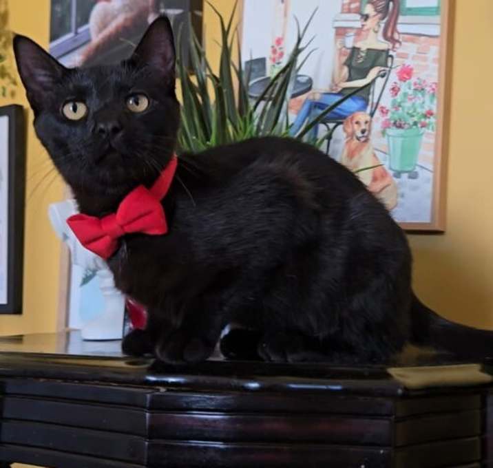 Photo of Lucius