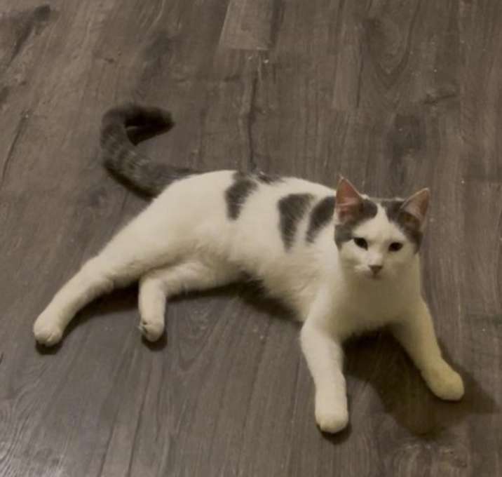 Photo of Luna