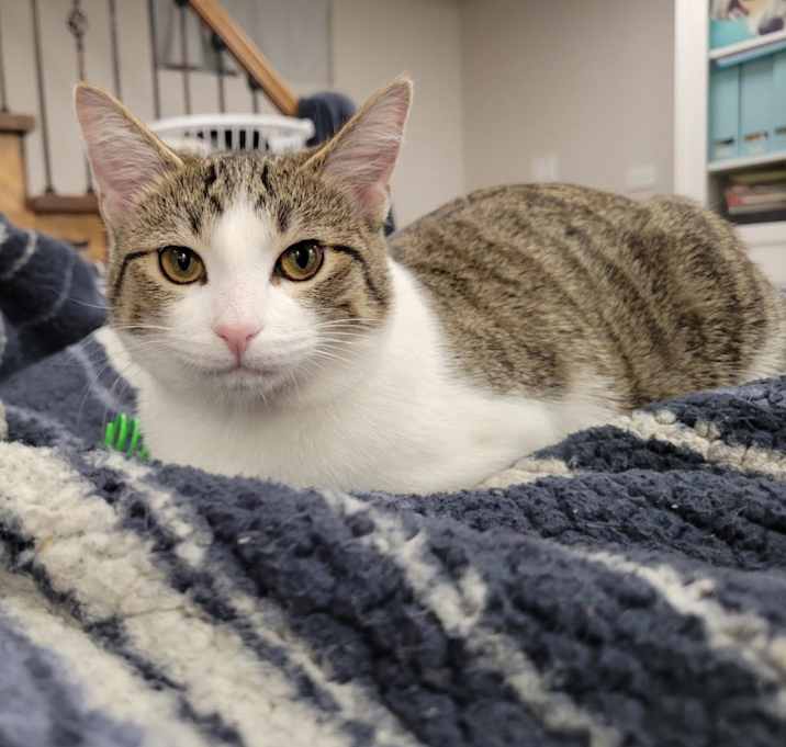 Photo of JiJi