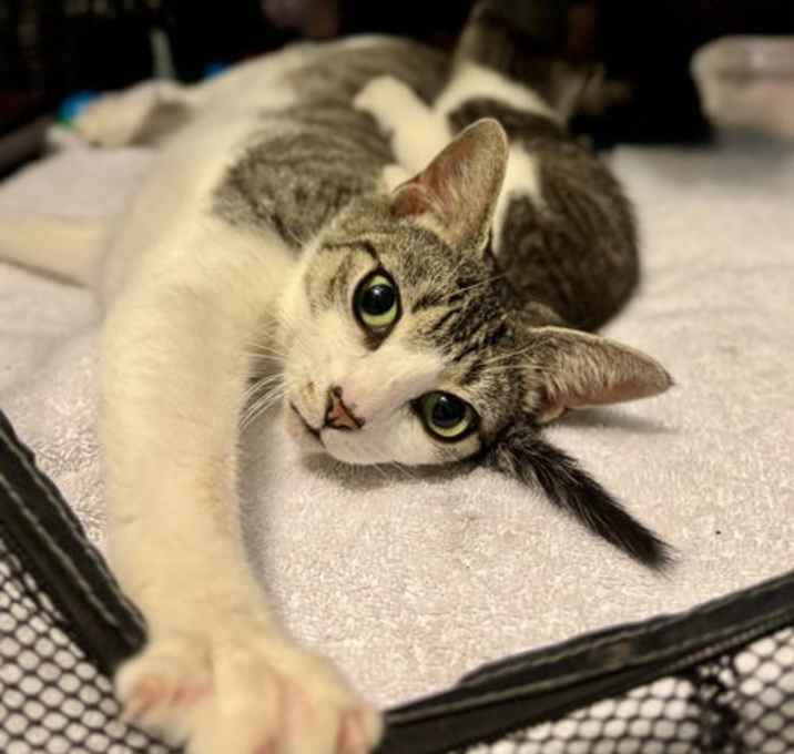 Photo of Koko