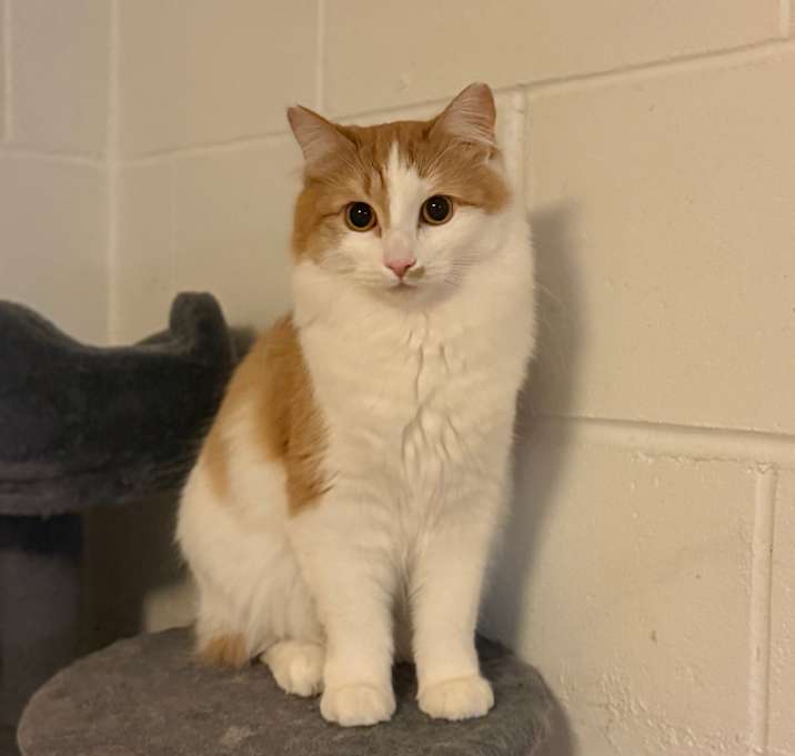 Photo of Apricot