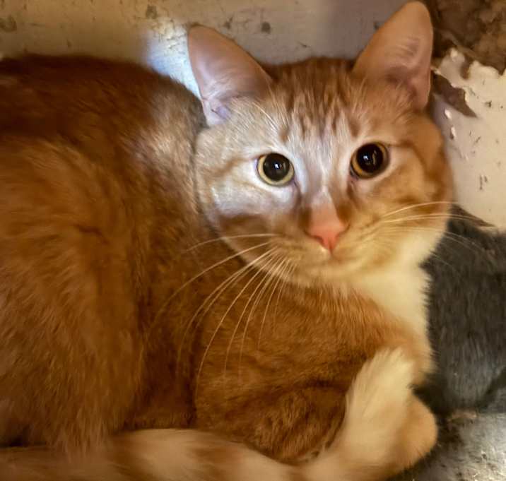 Photo of Tangerine
