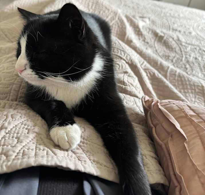 Photo of Oreo