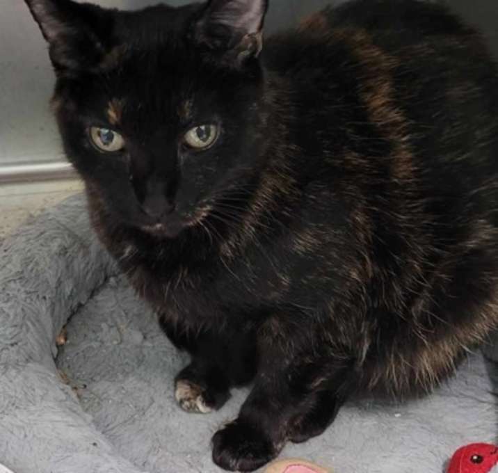 Photo of Minette