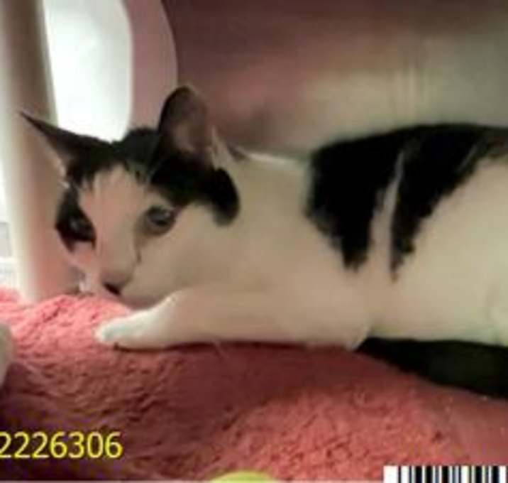 Photo of Sid (Cocoa)