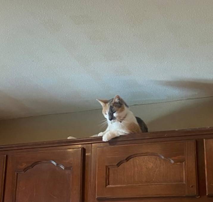 Photo of Kitty