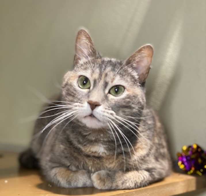 Photo of Luna