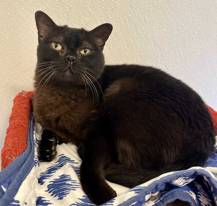 Photo of Mochi