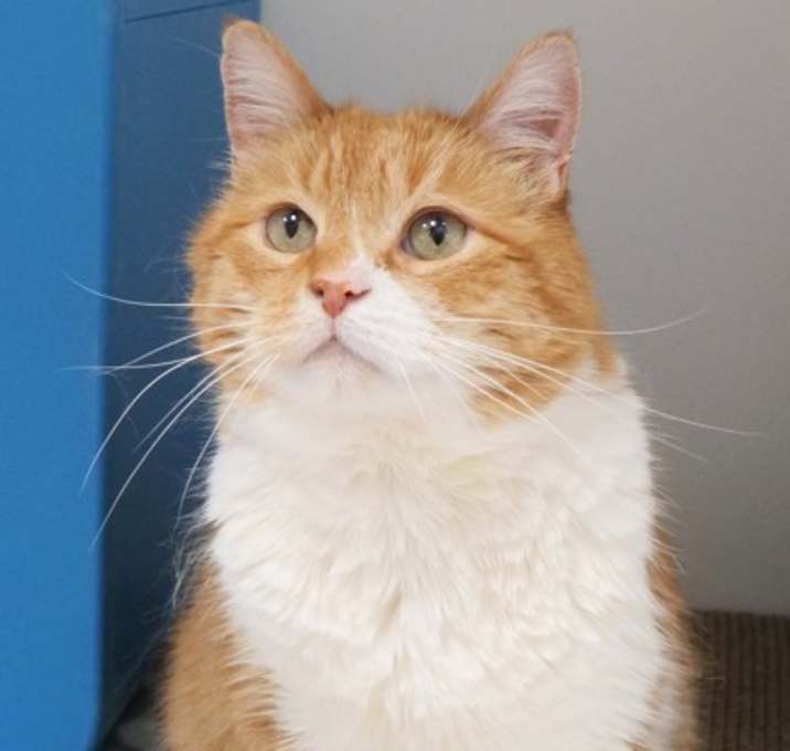 Photo of Waffle (in foster)
