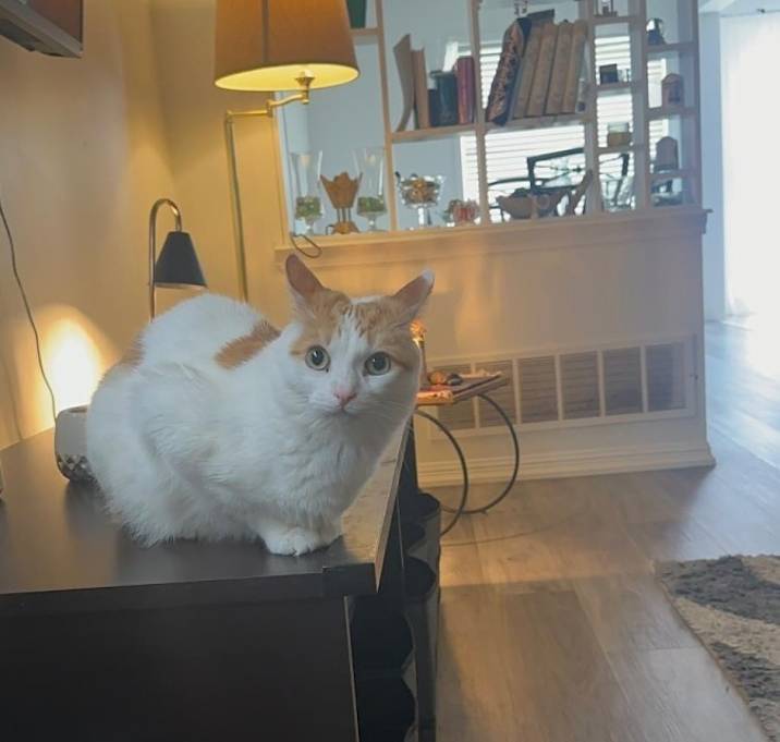 Photo of Oscar