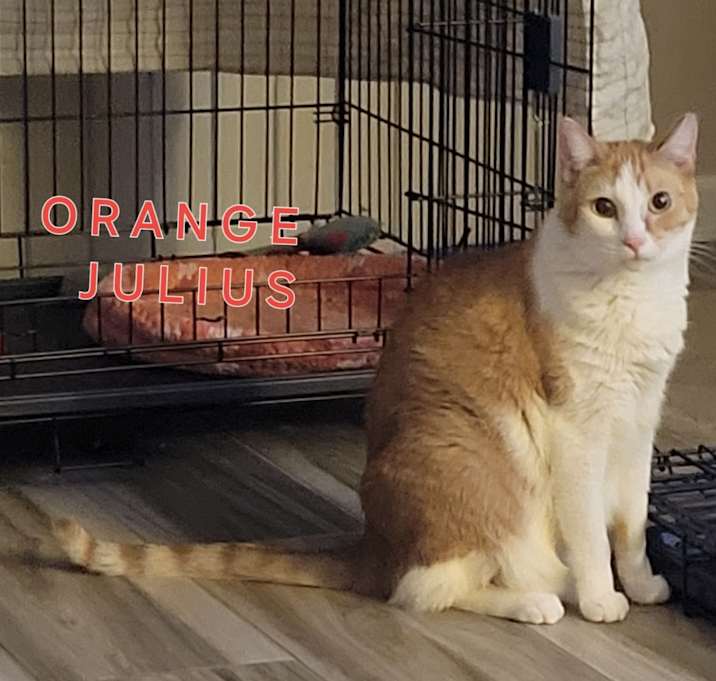 Photo of Julius