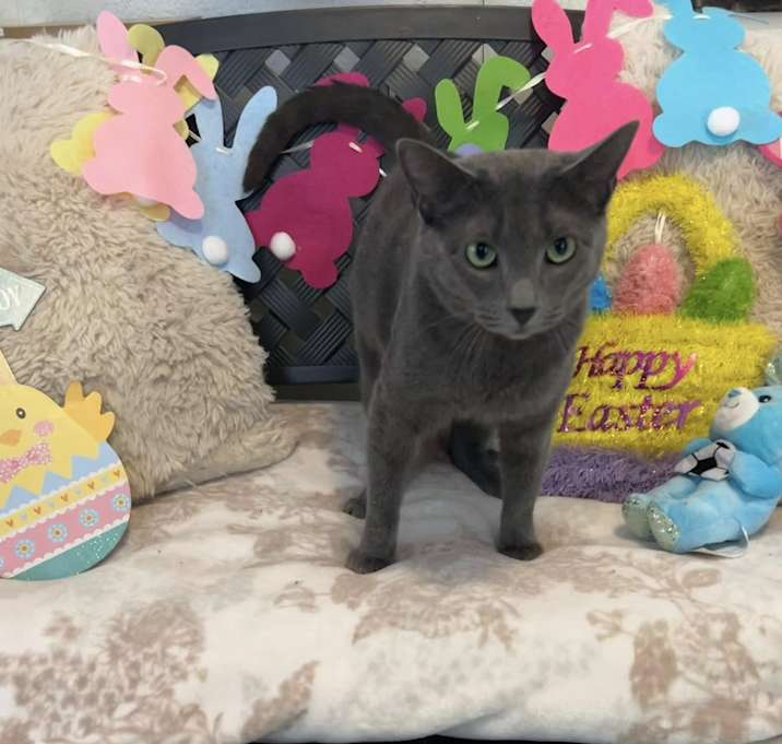 Photo of Grey