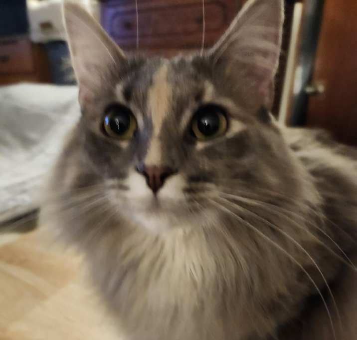 Photo of Peaches