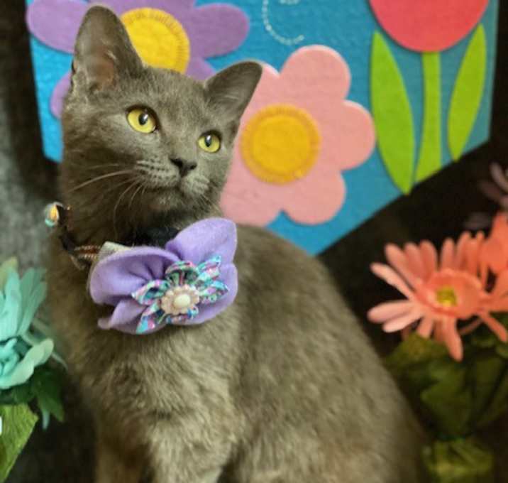 Photo of Meredith Gray