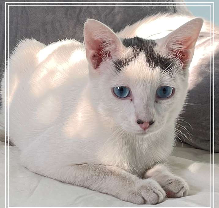 Photo of Sinatra