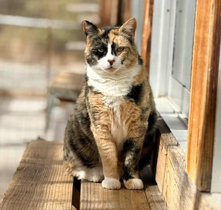 Photo of Chili